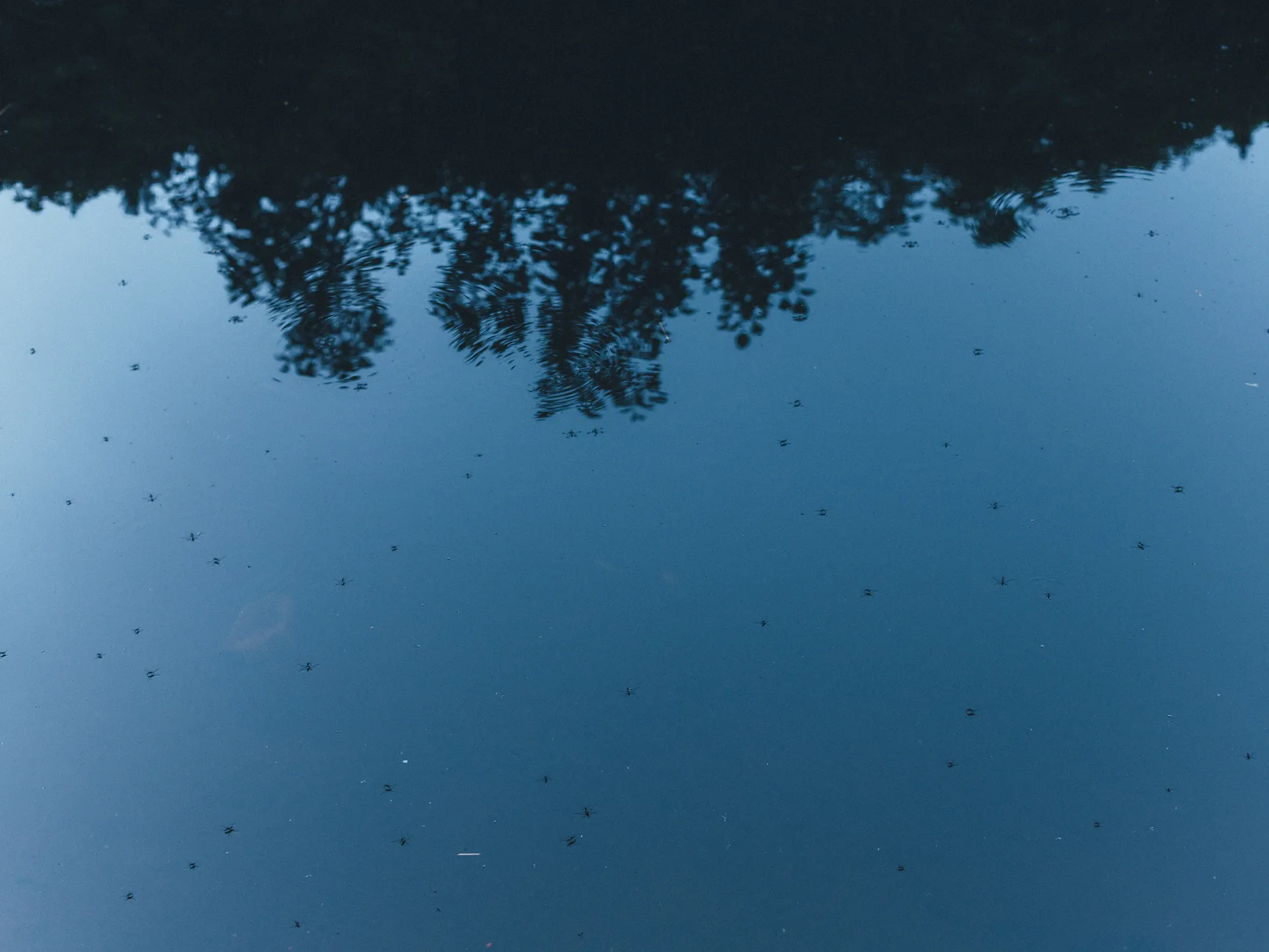 Image 17